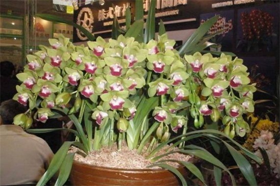 大花蕙兰如何养殖,光照控温大量追施肥料