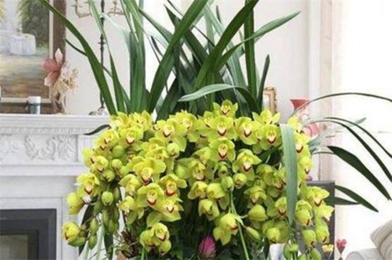 大花蕙兰如何养殖,光照控温大量追施肥料