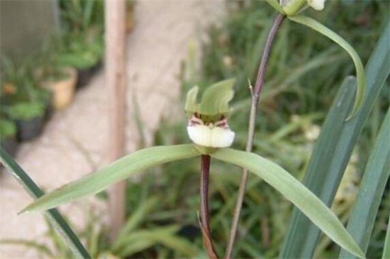 寒兰怎么施肥,幼苗期追肥促使生长茂盛