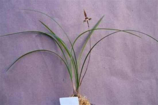 寒兰怎么施肥,幼苗期追肥促使生长茂盛