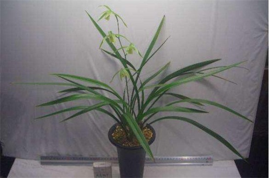 寒兰怎么施肥,幼苗期追肥促使生长茂盛