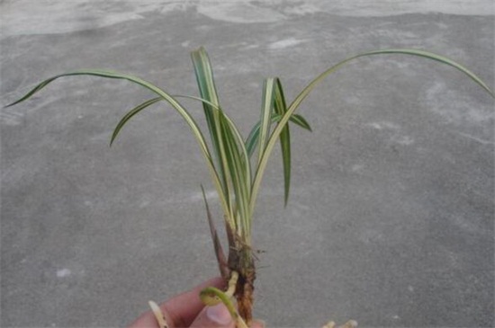 寒兰怎么施肥,幼苗期追肥促使生长茂盛