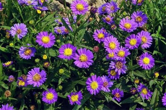 荷兰菊的花语和传说,代表着说谎的传说故事