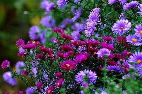 荷兰菊的花语和传说,代表着说谎的传说故事