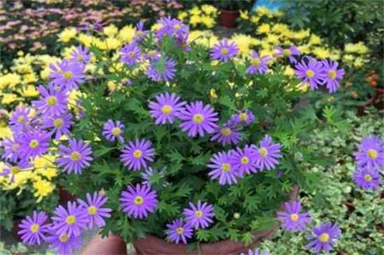 荷兰菊的花语和传说,代表着说谎的传说故事