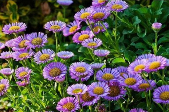 荷兰菊的花语和传说,代表着说谎的传说故事