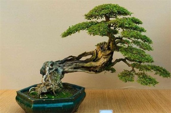 蓬莱松的病虫害及其防治,粉虱需改善环境并洒药防治