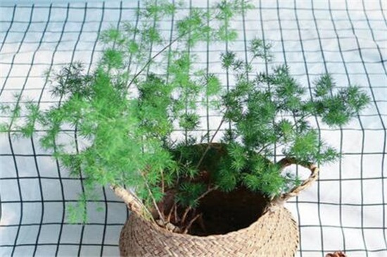 蓬莱松的病虫害及其防治,粉虱需改善环境并洒药防治