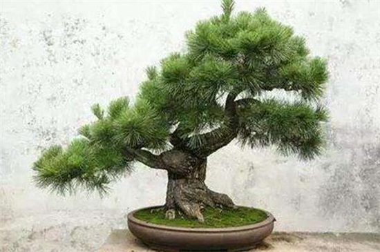 蓬莱松的病虫害及其防治,粉虱需改善环境并洒药防治