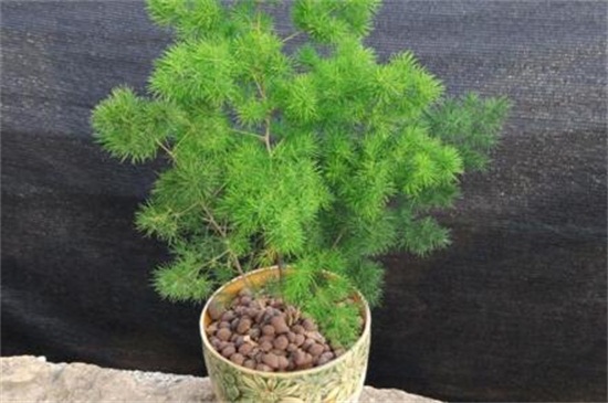 蓬莱松的病虫害及其防治,粉虱需改善环境并洒药防治