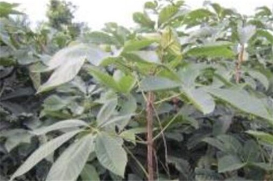 七叶树分月养护方法,在9~10月采果取种播种