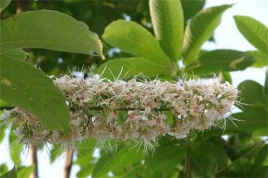 七叶树分月养护方法,在9~10月采果取种播种