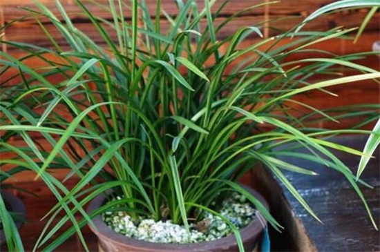 宋梅有哪些繁殖方式,详解常见四种繁殖方式