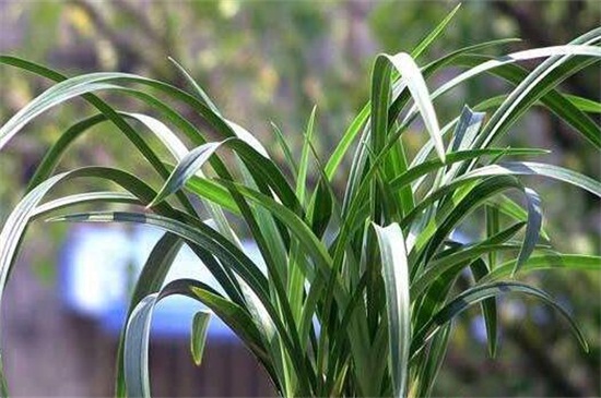 宋梅有哪些繁殖方式,详解常见四种繁殖方式