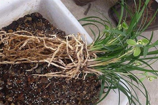 宋梅有哪些繁殖方式,详解常见四种繁殖方式