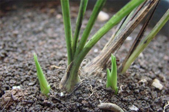 宋梅有哪些繁殖方式,详解常见四种繁殖方式