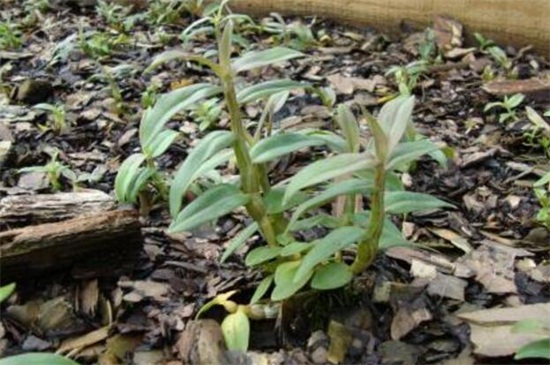 铁皮石斛怎么吃,清洗干净直接口嚼吃