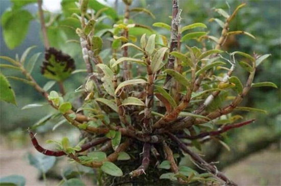 铁皮石斛怎么吃,清洗干净直接口嚼吃