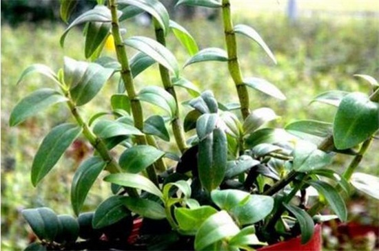 铁皮石斛怎么吃,清洗干净直接口嚼吃