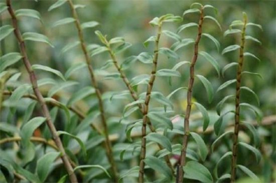 铁皮石斛怎么吃,清洗干净直接口嚼吃