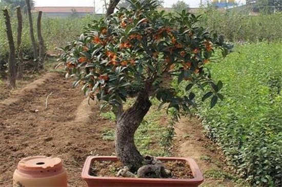 四季桂种子怎么种,种子催芽盖土栽植养护