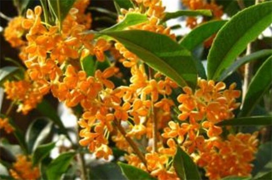 四季桂种子怎么种,种子催芽盖土栽植养护