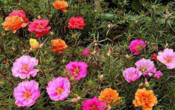 太阳花的主要价值,制药净化空气观赏性高