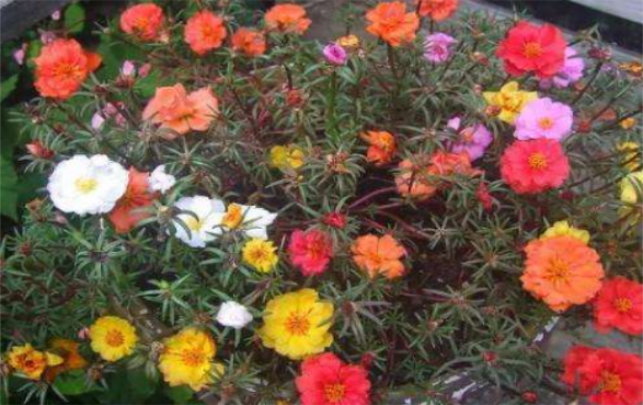 太阳花的主要价值,制药净化空气观赏性高