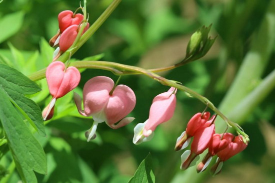 荷包牡丹好养吗