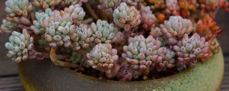 几月份多肉砍头最佳