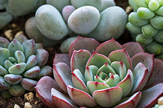 几月份多肉砍头最佳