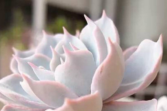 几月份多肉砍头最佳