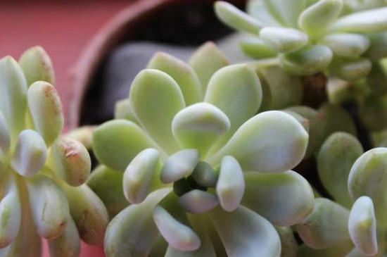 几月份多肉砍头最佳