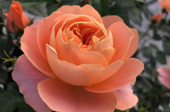 果汁阳台是藤本还是灌木