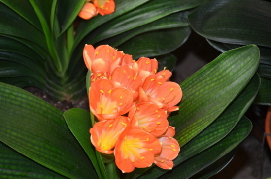 君子兰叶子晒伤怎么处理