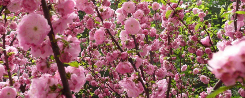 榆叶梅种子怎么种