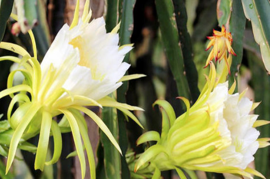 火龙果的花有什么功效