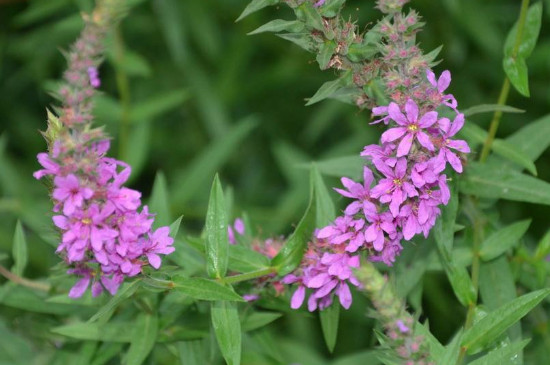 千屈菜可以扦插吗