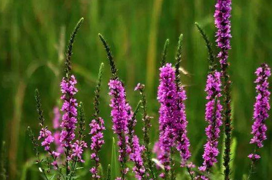 千屈菜可以扦插吗