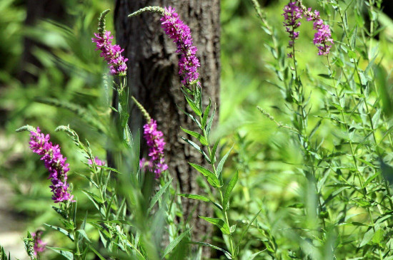 千屈菜可以扦插吗