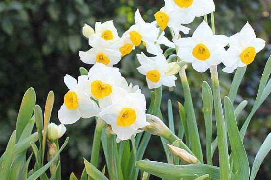 水仙耐寒多少度