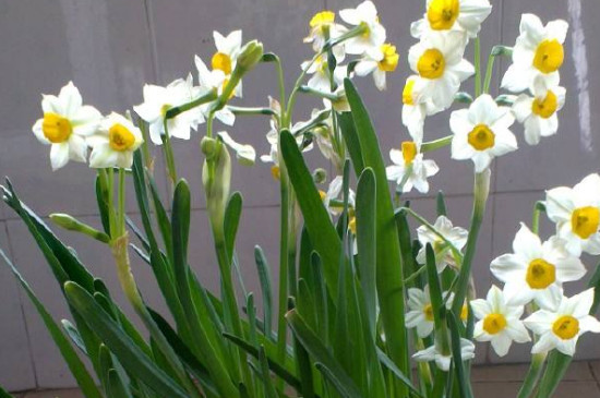 水仙耐寒多少度