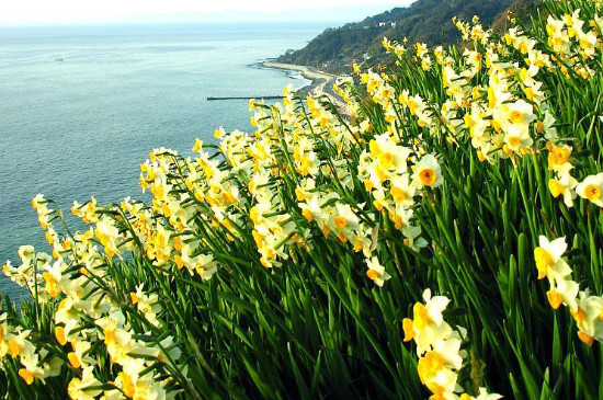 水仙耐寒多少度