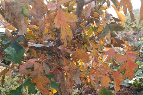 山楂树叶子发黄怎么治