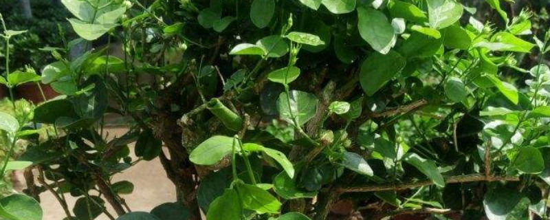 老桩茉莉怎么养发芽多