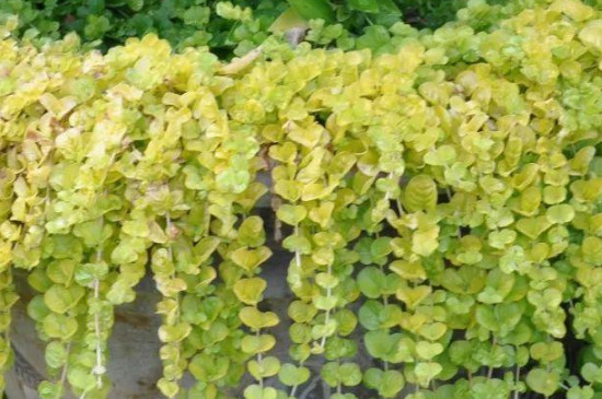 金叶过路黄的扦插办法