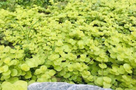 金叶过路黄的扦插办法