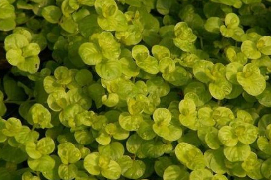 金叶过路黄的扦插办法