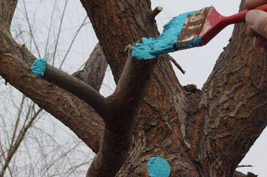 剪枝后伤口涂什么