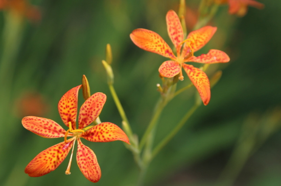 夏天给花浇水应该避免什么时间